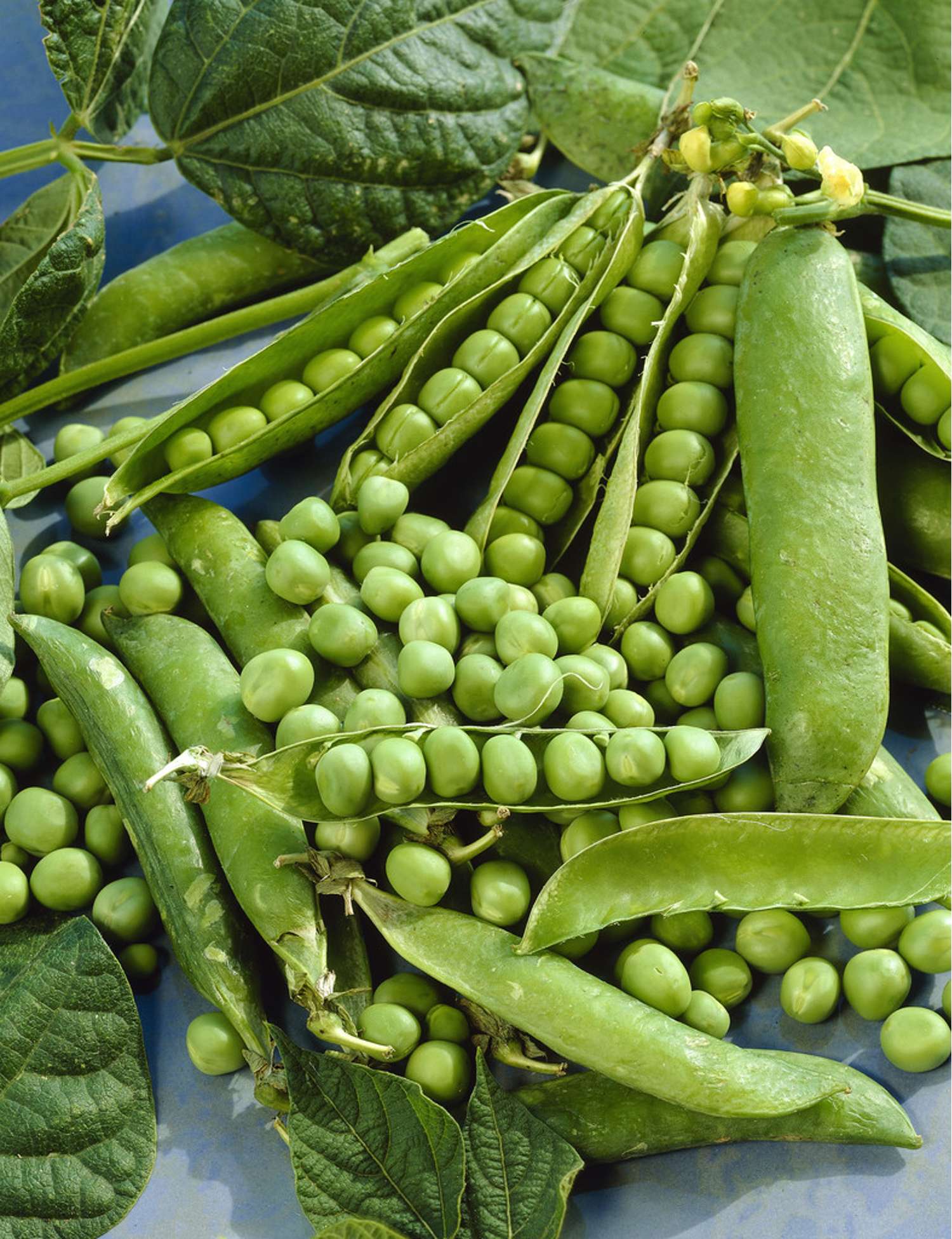 Pois 'Kelvedon Wonder' (graines BIO)